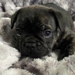 French Bulldogs from Mary's French Bulldogs