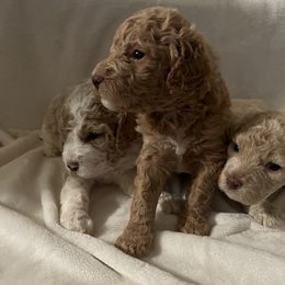 Aussiedoodle Puppies from Aussiedoodles in Dixie