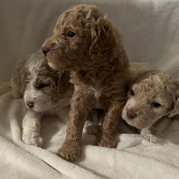 Aussiedoodle Puppies from Aussiedoodles in Dixie