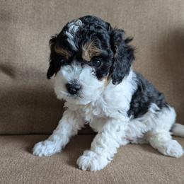Almond Joy - Tri-color male Cavapoo puppy in Albertville, Minnesota from North Star Cavapoos