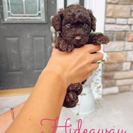 Hideaway - Chocolate male Goldendoodle puppy in Middletown, Ohio from Lady Doodle Farm