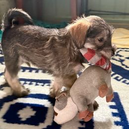 Benito - Salt and pepper male Miniature Schnauzer puppy in College Park, Maryland from Canteranos pups