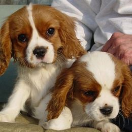Cavalier King Charles Spaniels from Closeburn
