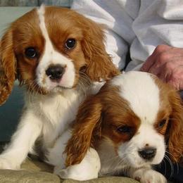 Cavalier King Charles Spaniels from Closeburn