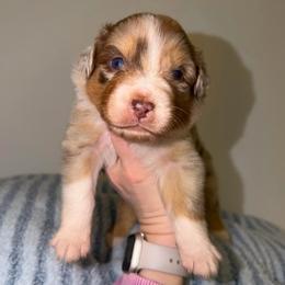 Hopper - Red merle male Australian Shepherd puppy in Anniston, Alabama from All Hale Aussies