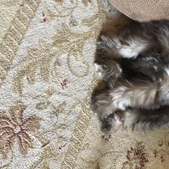 Miniature Schnauzer Puppies from Southern Magnolia Schnauzers