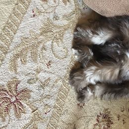 Miniature Schnauzer Puppies from Southern Magnolia Schnauzers