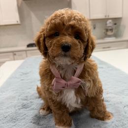Cosmo - Apricot male Goldendoodle puppy in Herriman, Utah from Rose canyon doodles