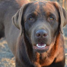 Cookie - Labrador Retriever