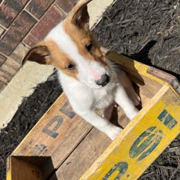 Romeo - Sable merle and white male Collie puppy in Savannah, Missouri from Lakeside Collies