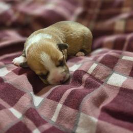 Blue Collar - Red female Pembroke Welsh Corgi puppy in Fallon, Nevada from Fuzzy Butt Corgies