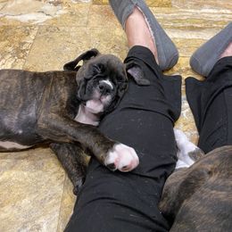 Boxer Puppies from Fineview Boxers