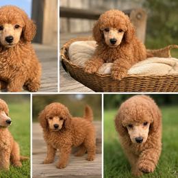 Caramel - Apricot male Poodle puppy in Somerset, Kentucky from Hilltop Doodles KY LLC