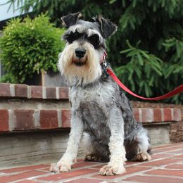 Miniature Schnauzers and Poodles from Schaible Family Puppies