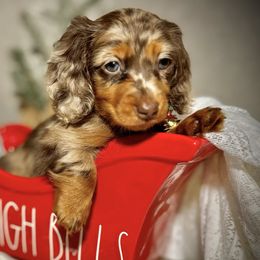 Girl 1 - Dapple Dachshund puppy in North Port, Florida from Jessica Louise Dachshunds