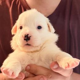 Savanna - Black and white female Border Collie puppy in Lebanon, Oregon from Cahill’s Canines