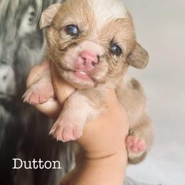 American Corgi Puppies from 5H Corgis