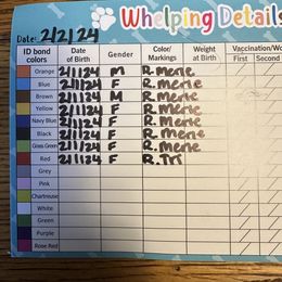 Australian Shepherd Puppies from Aussie Tree-O