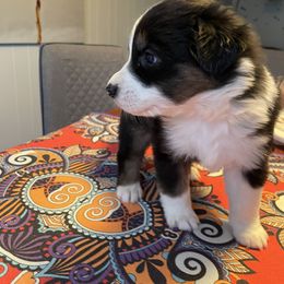 Rigatoni - Black tri-color Australian Shepherd puppy in Orlando, Florida from Catalina Aussies
