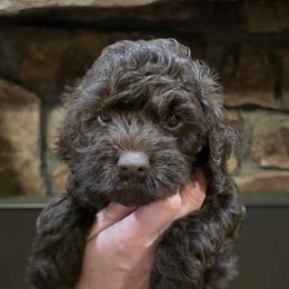 Sadie - Brown Cockapoo puppy in Mena, Arkansas from Ouachita River Cockapoos