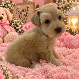 Girl 5 - Wheaten female Miniature Schnauzer puppy in San Augustine, Texas from My Little Schnauzer Pals