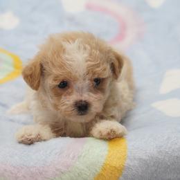 Waffles - Apricot male Maltipoo puppy in Oakland, Kentucky from Imperial Dogs