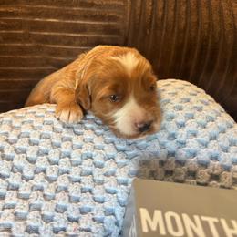 Pecan - Red  male Goldendoodle puppy in Chino Valley, Arizona from Bass Creek Doodles