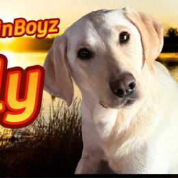Lilly - Labrador Retriever