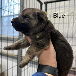 Blue HC - Black and tan male German Shepherd puppy in Terra Alta, West Virginia from Shepherd Country Farm and Kennels