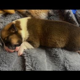 BB Boy 2 - White and red male Pembroke Welsh Corgi puppy in Dickinson, Texas from Gulf Coast Corgis