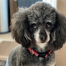 Evie - Poodle