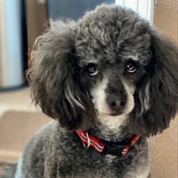 Evie - Poodle