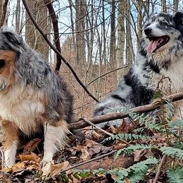 Australian Shepherds from Log Cabin Aussies