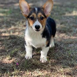 June Bug - Black and tan female Pembroke Welsh Corgi puppy in Hope, Arkansas from Foxy Knoll Farm
