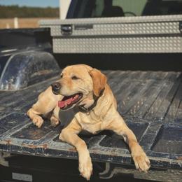 Labrador Retriever Puppies from Holyoke Kennel