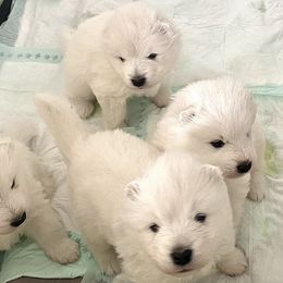 Samoyed Puppies from Hursley Manor Samoyeds
