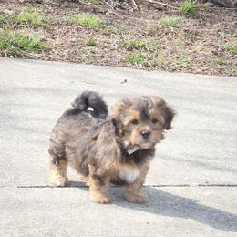 Girl 1 - Chocolate female Cavapoo puppy in Medina, Ohio from Momma's Minis