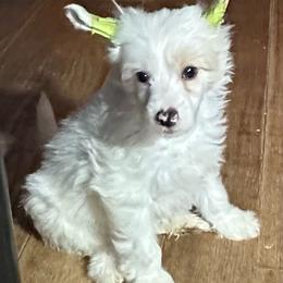 Hayes - White male Chinese Crested puppy in New Windsor, Maryland from Ambush Kennel