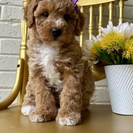 Goldendoodle and Poodle Puppies from Deerly Poodles
