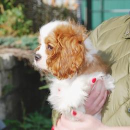Cavalier King Charles Spaniel Puppies from Halloweentown cavaliers