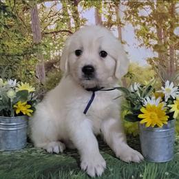 Navy blue - Light golden male Golden Retriever puppy in Salem, Ohio from Golden Pride Retrievers