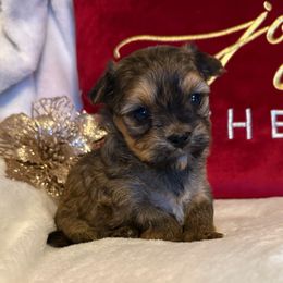 Morkie Girl 3 - Black & tan tri-color female Morkie puppy in Summerville, South Carolina from Our Yorkie and Morkie Puppies of Summerville, South Carolina.