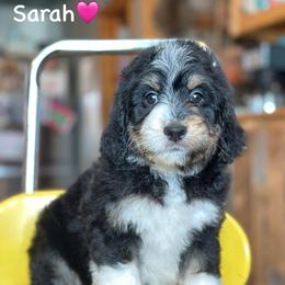Sarah - Black tri-color female Aussiedoodle puppy in Lancaster, Minnesota from Finney Ranch