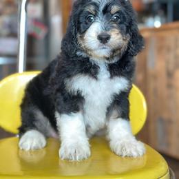 Sarah - Black tri-color female Aussiedoodle puppy in Lancaster, Minnesota from Finney Ranch