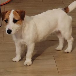 Hei-Hei - Russell Terrier