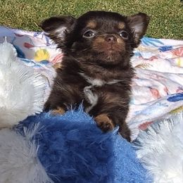 Chihuahua and Dachshund Puppies from Grandma’s little angels