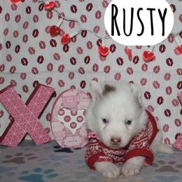 Rusty - Chocolate male Pomsky puppy in Clarkston, Utah from Red Rock Ranch Breeders