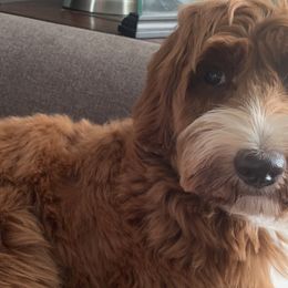 Emma - Goldendoodle