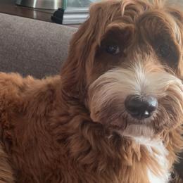 Emma - Goldendoodle