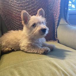 Boy 3 - male Scottish Terrier puppy in Fenton, Michigan from Carnes Croft Scotties